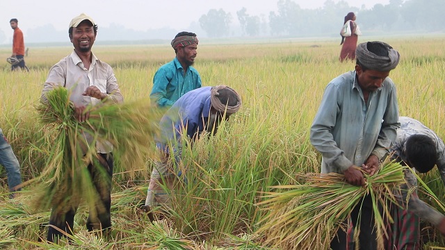 নওগাঁয় ধান কাটা-মাড়াই শুরু, বৃষ্টি নয় রোদ চান কৃষকরা