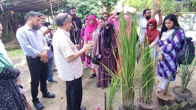 এই ধান একবার লাগালে টানা পাঁচবার ফলন দেবে