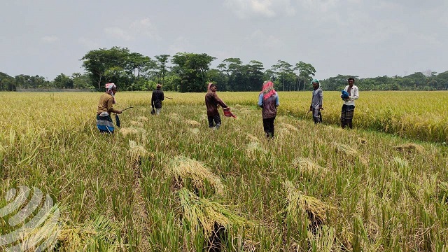 ছবি- সংগৃহীত