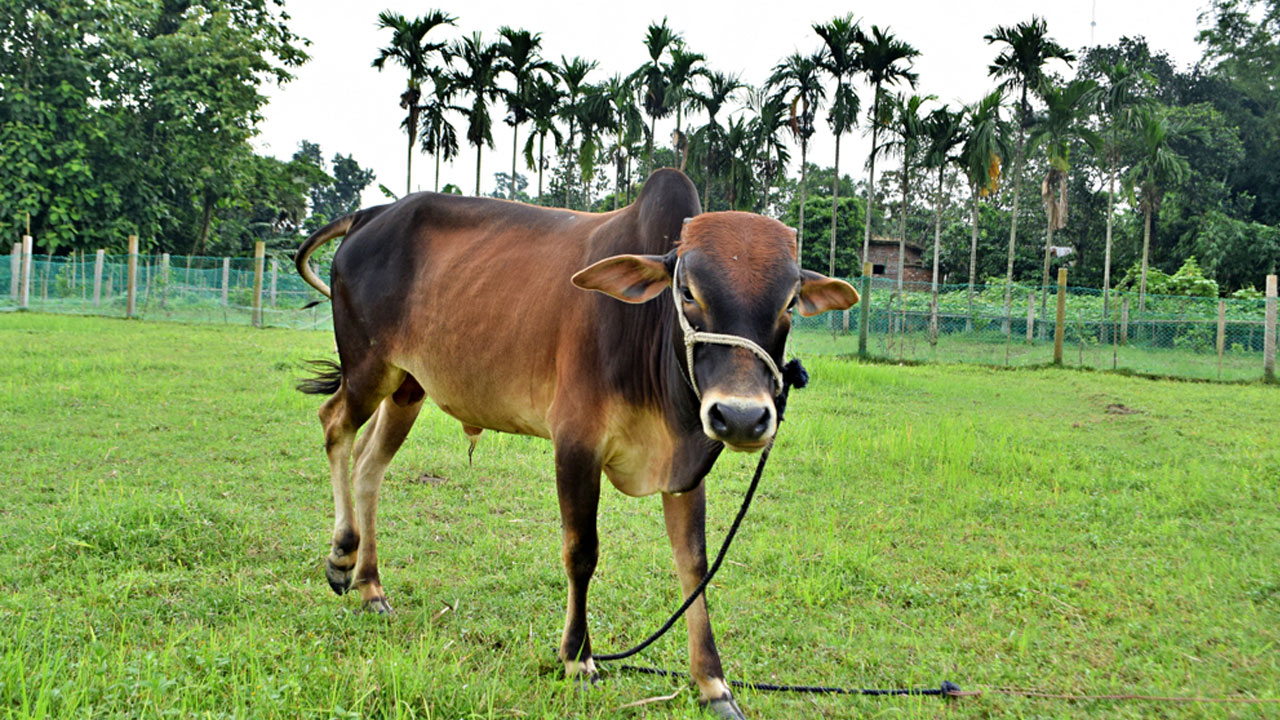 ছবি সংগৃহীত