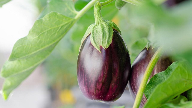ছবি সংগৃহীত