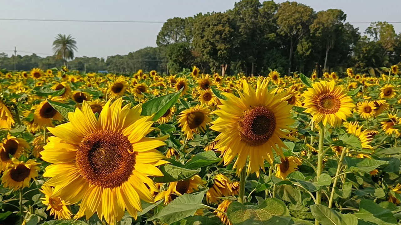 ছবি সংগৃহীত