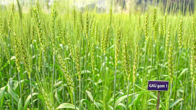 ছবি সংগৃহীত