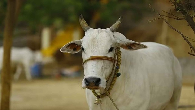 ছবি সংগৃহীত