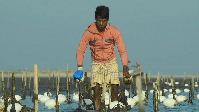 পরীক্ষামূলক শৈবাল চাষে সাফল্য, রপ্তানিতে সম্ভাবনার দুয়ার