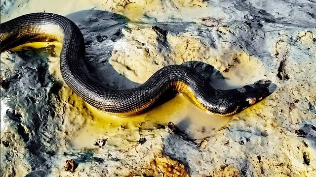 হাতিয়ায় দেখা মিলল বিষধর ‘ইয়েলো-বেলিড সি স্নেক’