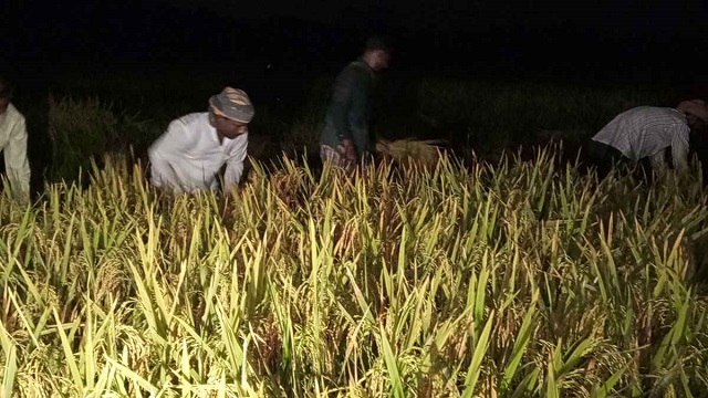 তাপদাহের ভয়ে চাঁদের আলোয় ধান কাটছেন চাষিরা