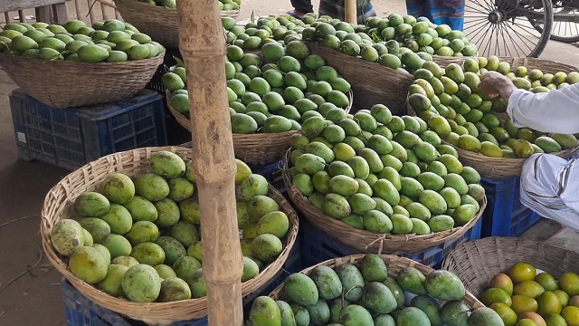 ঠাকুরগাঁওয়ে আমের কেজি ১০ টাকা