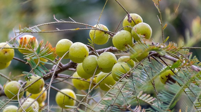 ছবি সংগৃহীত