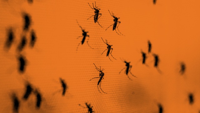 ছবি সংগৃহীত