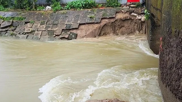 ধান কাটবেন নাকি বাঁধ রক্ষা— উভয় সংকটে সুনামগঞ্জের কৃষকরা